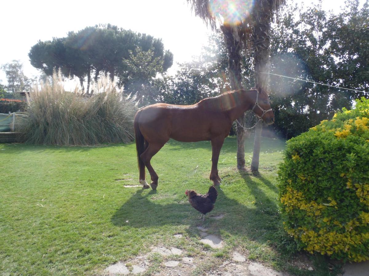 B&B Villa Sans Souci Civitavecchia Εξωτερικό φωτογραφία